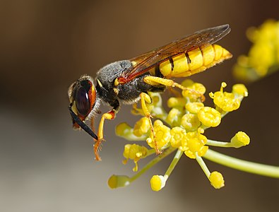 European beewolf, by Alvesgaspar