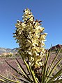 Yucca schidigera