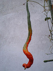 It twists and becomes orange-red while elongated and ripened.