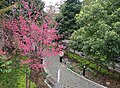 山北公園內栽植的山櫻花盛開