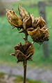 Pas de la rose trémière ! Des fruits d'Hibiscus syriacus ?