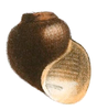 drawing of apertural view of a brown shell