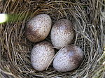 巣と卵