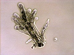 Lobopodios en una ameba