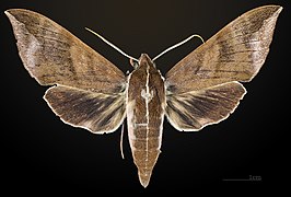 Male