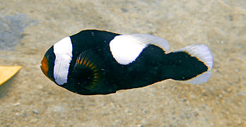 Amphiprion polymnus