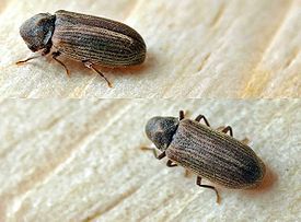 Anobium punctatum