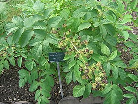 Aralia racemosa