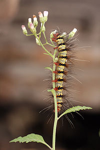 Arctiinae caterpillar, by Muhammad Mahdi Karim (edited by Papa Lima Whiskey)