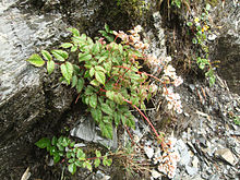 Astilbe macroflora