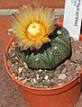 Astrophytum asterias