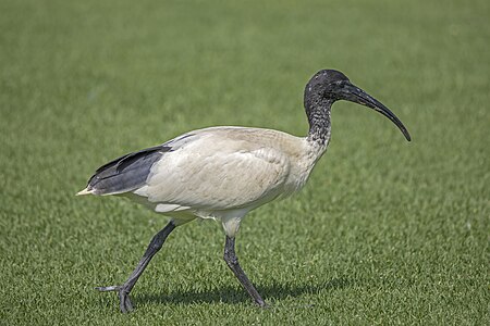 Australian white ibis, by Charlesjsharp