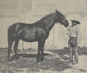 Jument berrichonne dans Zootechnie. Races chevalines. Elevage et Exploitation des chevaux de trait et des chevaux de selle, par Paul Diffloth, 1923.