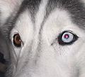 Heterochromatic dog with red-eye effect in blue eye