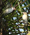 slika 8. Vireo altiloquus