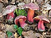 Rubroboletus rubrosanguineus mushrooms
