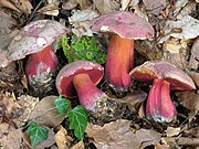 Rubroboletus rubrosanguineus