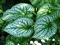 Siberian bugloss in Botanical Garden of Moscow State University