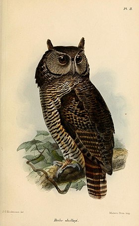 Ilustração de Keulemans, 1875