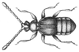 Caccoplectus celatus