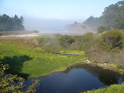 Former mill site in Caspar