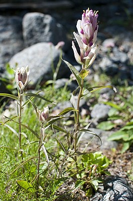 Кастиллея лапландская (Castilleja lapponica)