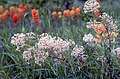 Ceanothus herbaceus.