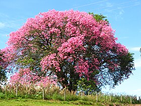 Paineira rosa florida no outono em Mogi Mirim.