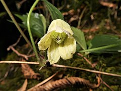 花弁状の萼片の背面は有毛で、縁に伏した毛が生える。