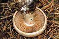 Cortinarius crassus