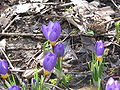 Crocus sieberi subsp. sublimis 'Tricolor'