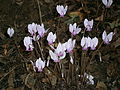 Group of Cyclamen hederifolium