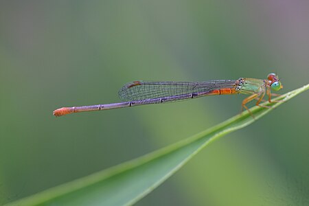 Ceriagrion cerinorubellum female