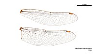 Male Dendroaeschna conspersa wings