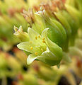 Dudleya candelabrum