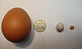 Egg from a chicken compared to a 1 euro coin, great tit egg and a corn grain