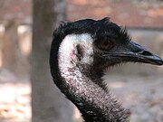 emu