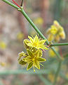 Eriogonum inflatum