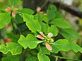 Painted euphorbia Euphorbia heterophylla