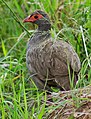 Red-necked Francolin