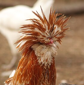 Image illustrative de l’article Poule de Padoue