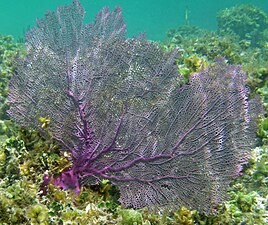 Gorgonia ventalina, une Malacalcyonacea (ex-Alcyonacea)