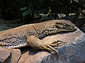 Goulds-Waran (Varanus gouldii)