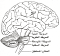 مخطط يبين الاتصالات بين أجزاء الدماغ المختلفة.