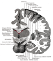Coronal section of brain immediately in front of pons (Insula labeled at upper right)