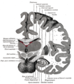 Section coronale du cerveau, juste en avant du pont[2].