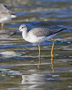 Greater yellowlegs, adult, by Mike Baird