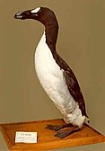 One of the last two great auks