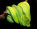 Green Tree Python (Morelia Viridis)