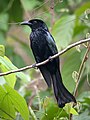 Drongo à crinière